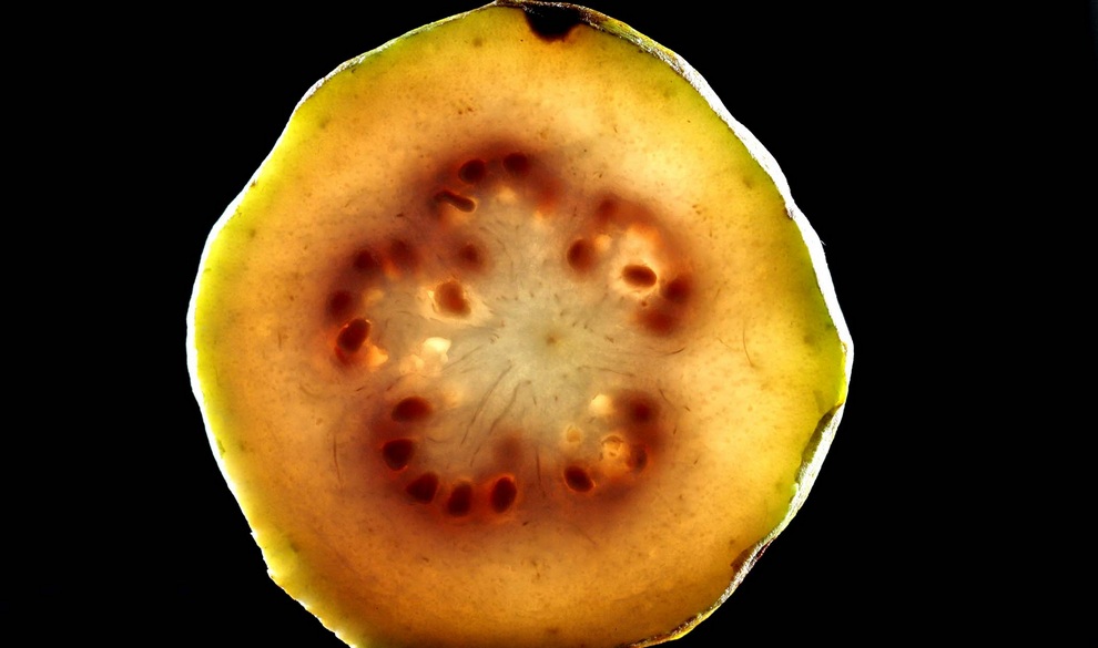 neobichniefrukti 6  10   