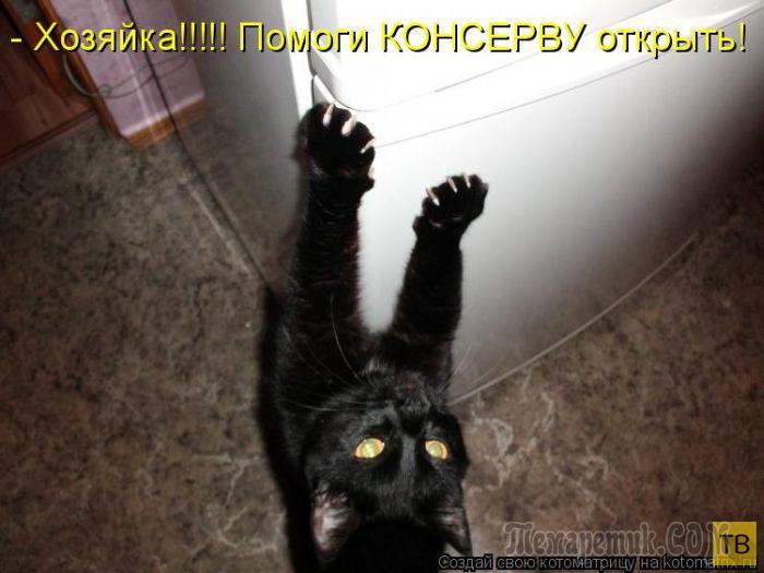 Мир глазами кота