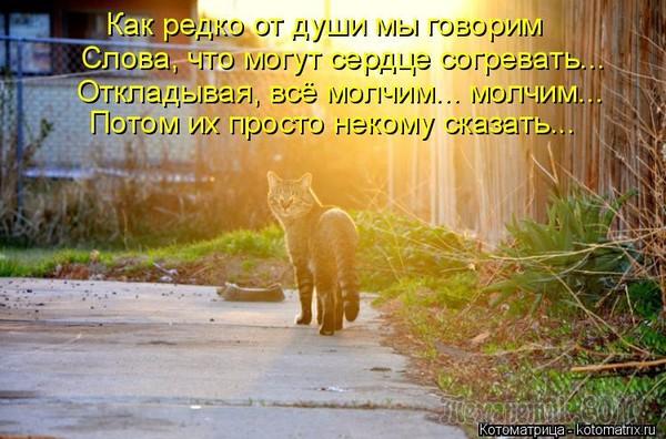 Мир глазами кота