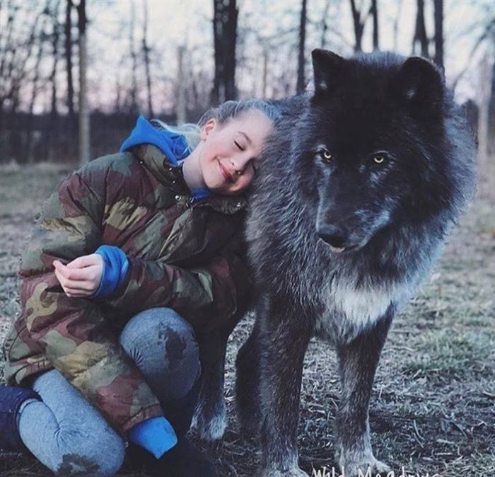 Волкособы: нежные гиганты, которые очень любят обнимашки