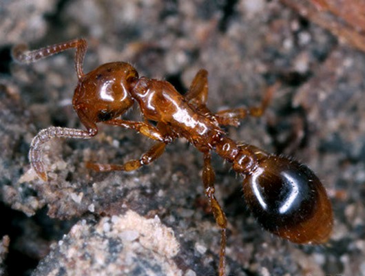 formicoxenus-nitidulus formicoxenus-nitidulus