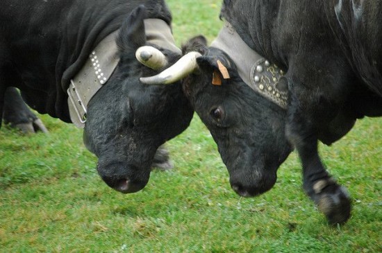 Битва королев. Бои коров в Швейцарии