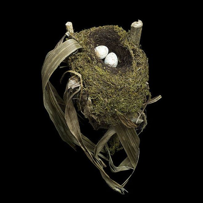 Spotted-Nightingale-Thrush-sharon-beals