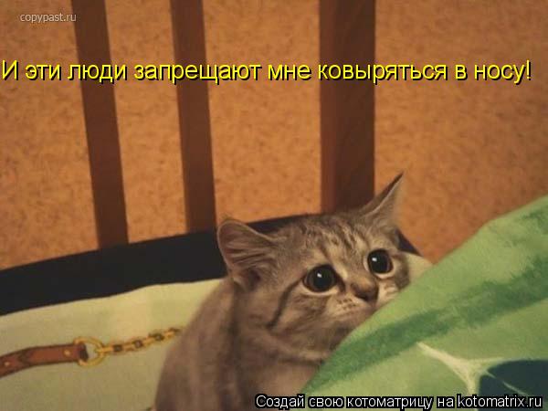 Хохмы-байки для хорошего настроения, сегодня про котофеев Хохмы-байки для хорошего настроения, сегодня про котофеев
