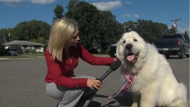 This is Duke, the (honorary) mayor of Cormorant, Minn.