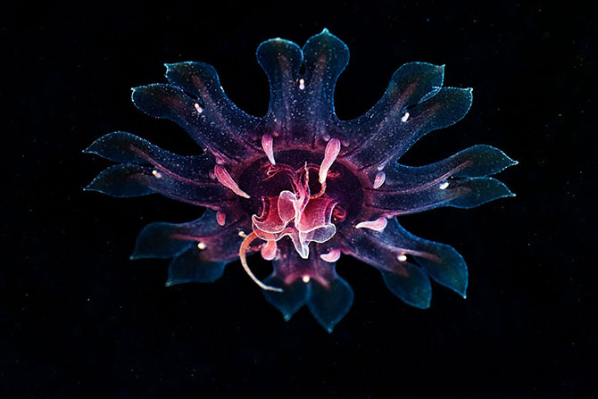 Красота медуз в фотографиях Александра Семенова