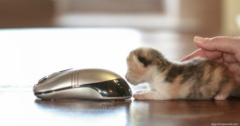 Как использовать котов в хозяйстве) Как использовать котов в хозяйстве)