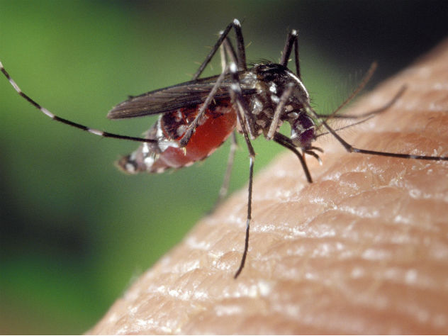 Комариные укусы оказались способны влиять на иммунитет
