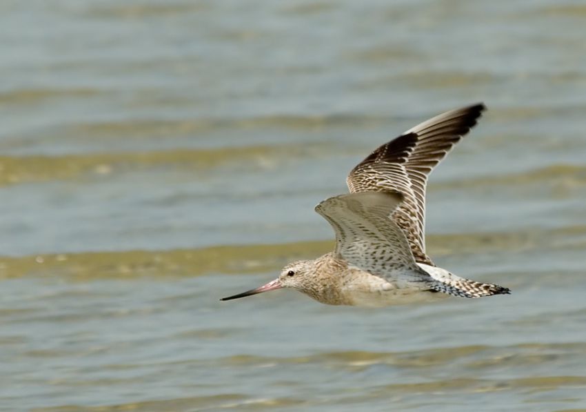 "Официальные" рекорды животных рекорд, животные