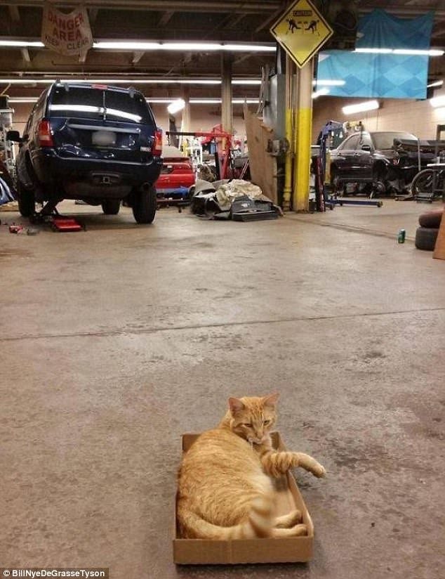 Кошки, которые гуляют сами по себе