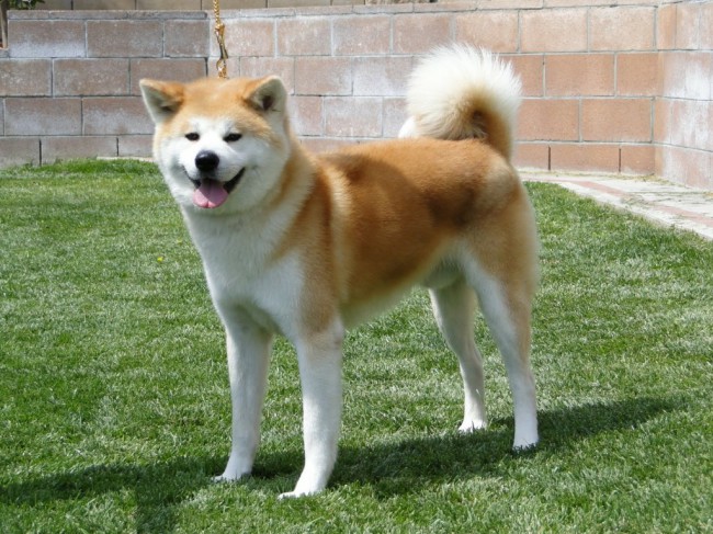 Хатико