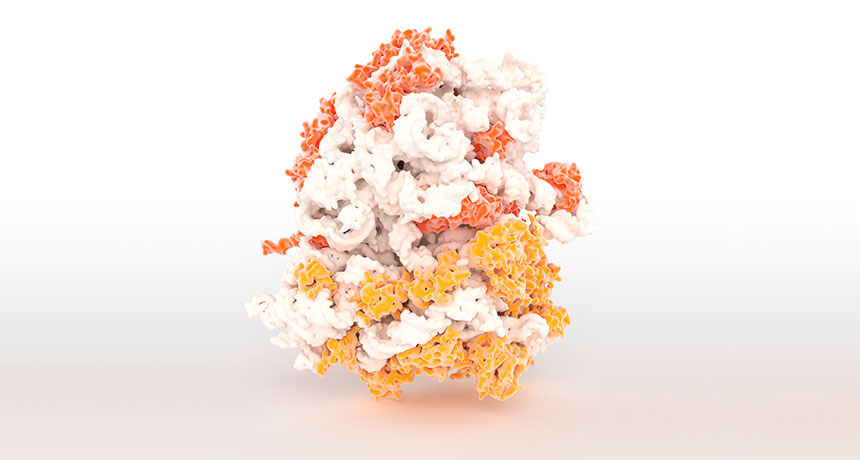 ribosome