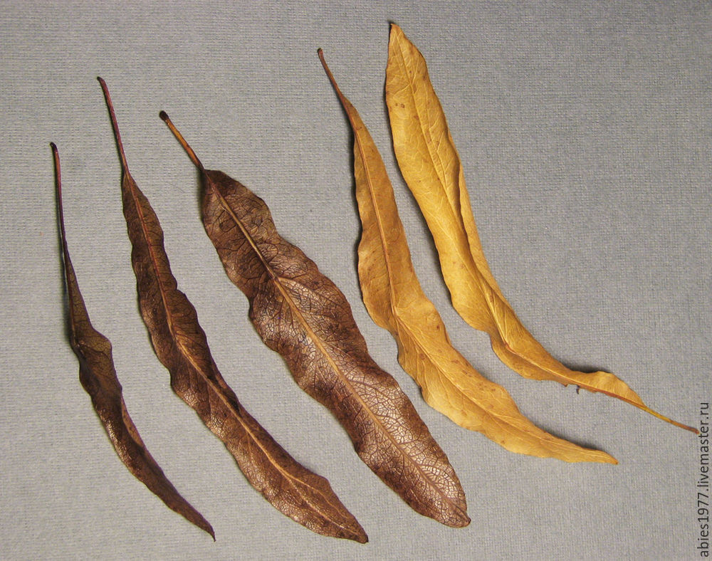 herbarium, дуб, ilex herbarium, дуб, ilex