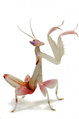 Орхидейный богомол (лат. Hymenopus coronatus) (англ. Orchid Mantis)