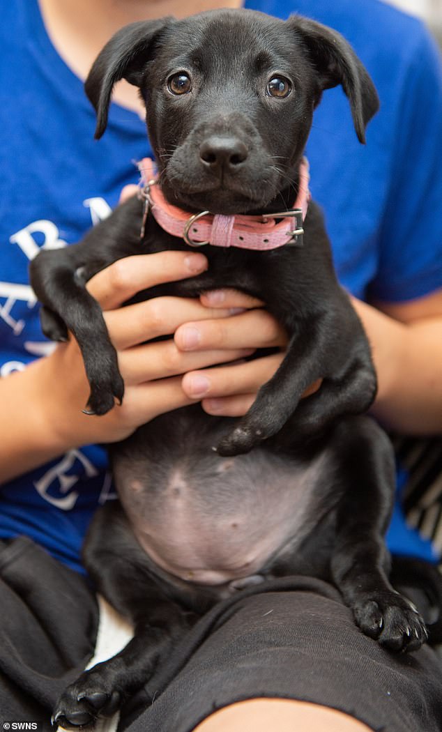 Eight-week-old Labrador-cross Roo, who was bought from a breeders in Essex, was born with two extra front legs that get in the way when she tries to walk