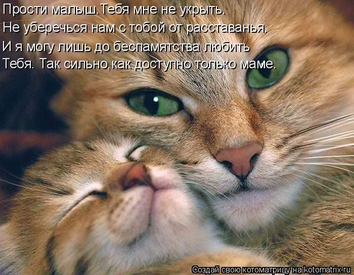 Лучшие котоматрицы недели (50 фото)