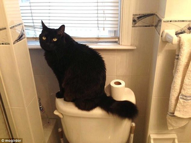 Кошки, которые гуляют сами по себе