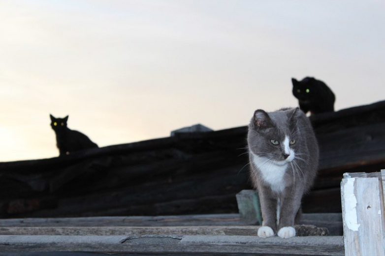 Колоритные уличные коты