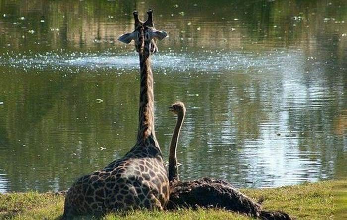 Жираф и страус