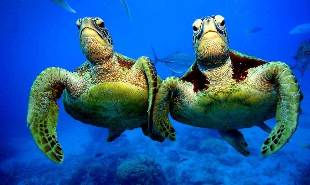 zelyoniecherepaxi 1 Зелёные черепахи на Большом Барьерном рифе