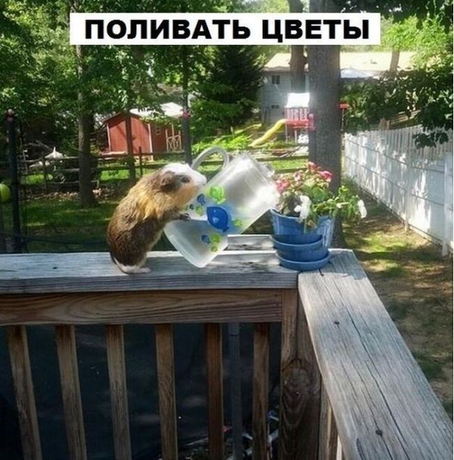 Морская свинка - не только милый, но и полезный домашний питомец