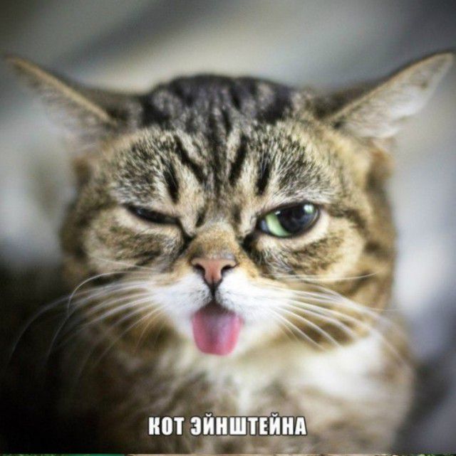 Коты ученых кот, ученые