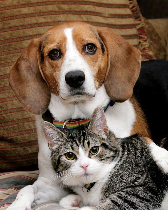 кошки и собаки живут вместе, кошки и собаки друзья 