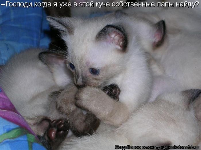 Лучшие котоматрицы недели (50 фото)