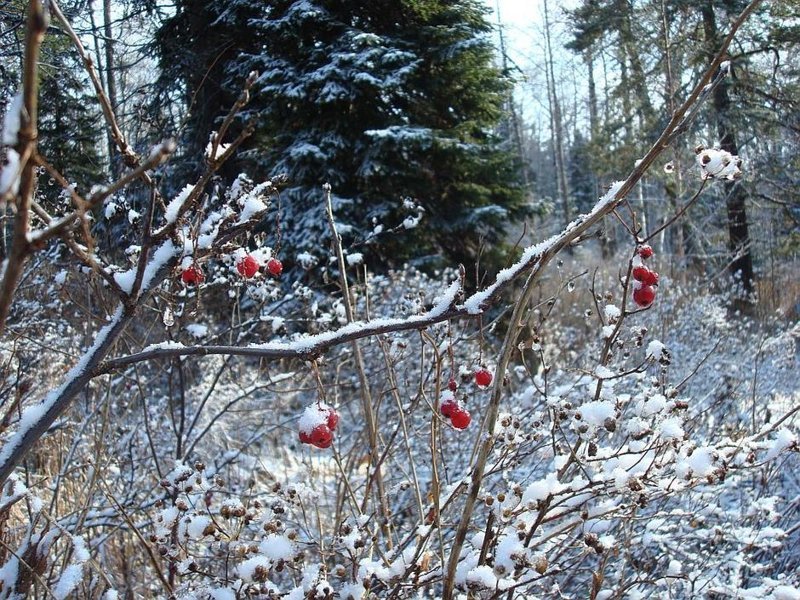 '"Палласово '"Палласово