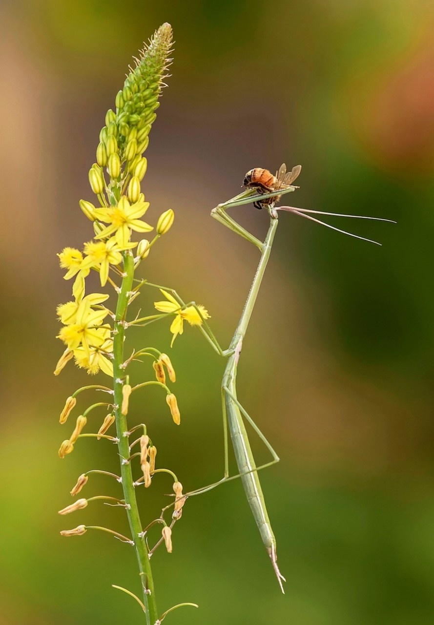 Победители конкурса фотографий животных Creatures Great and Small Победители конкурса фотографий животных Creatures Great and Small