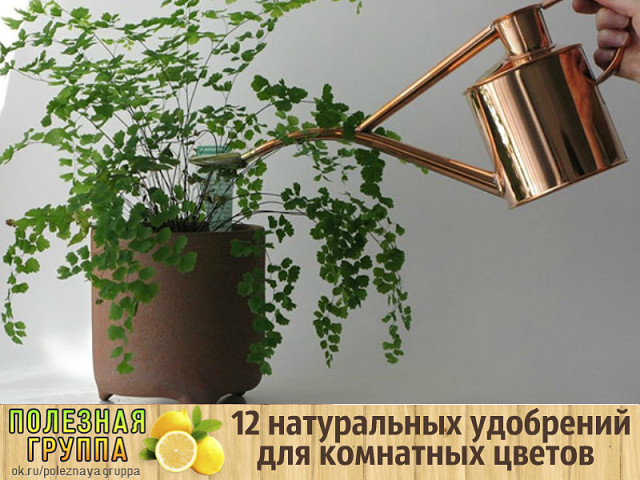 Натуральные удобрения для комнатных цветов