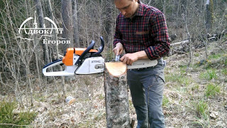 Лесные Тиски из пня. Заточка пилы