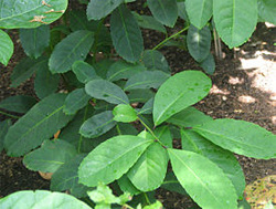 Мате – это листья и стебли вечнозеленого растения падуба парагвайского