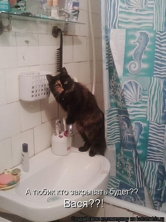 Лучшие котоматрицы недели