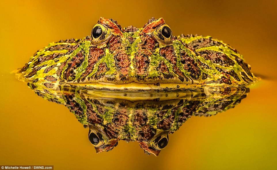 Победители конкурса фотографий животных Creatures Great and Small Победители конкурса фотографий животных Creatures Great and Small