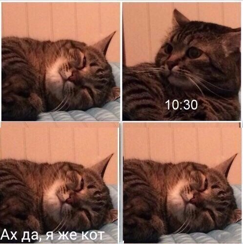 КОТОбудни :) КОТОбудни :)