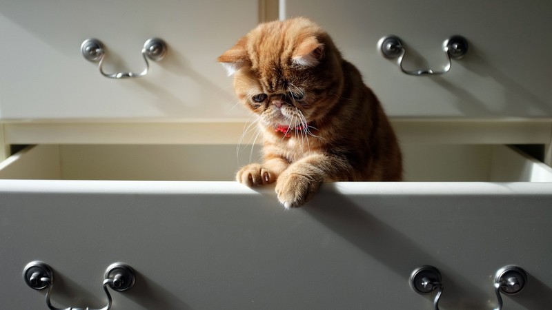30 способов использования котов в хозяйстве kitties06 30 способов использования котов в хозяйстве