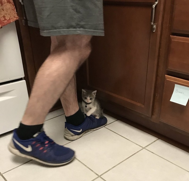 http://goodnewsanimal.ru/_nw/70/s90625892.jpg