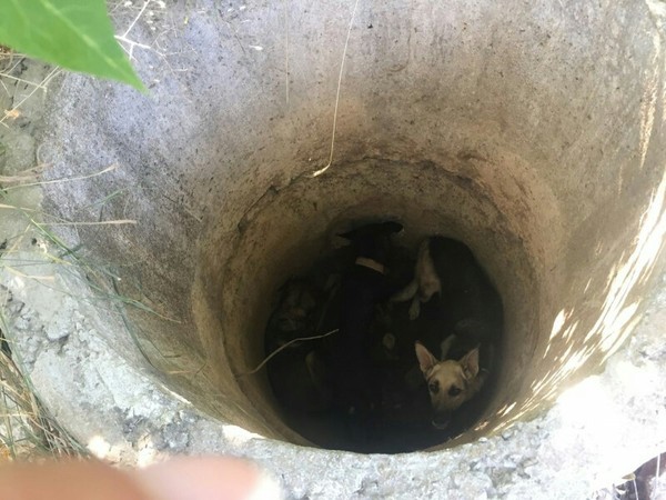 Спасение собак брошенных в колодец Собака, ужас, Помощь, Спасение, длиннопост