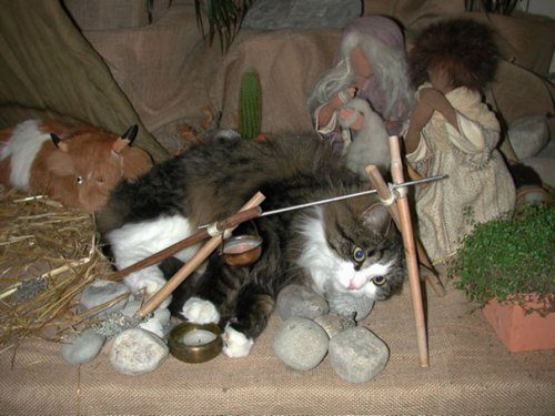 Кошки-разрушители