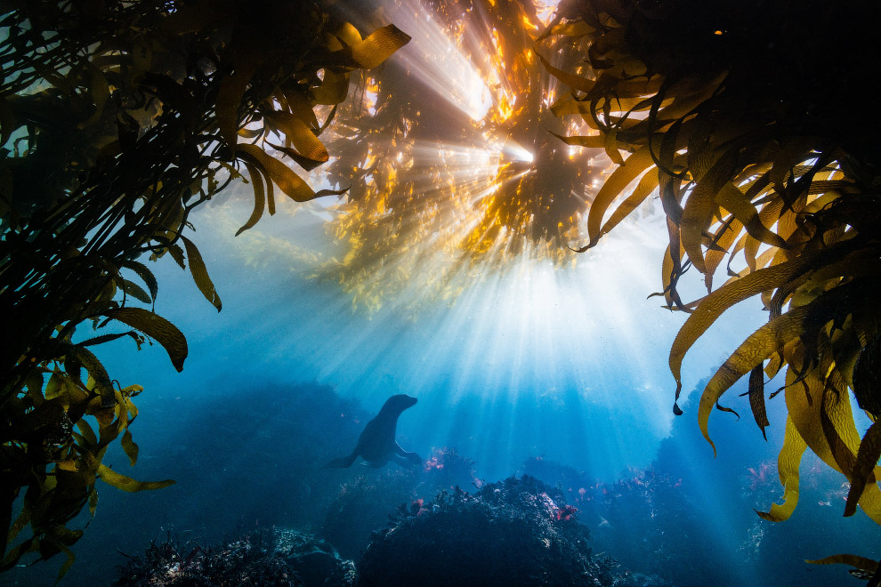 Подводные фотографии с конкурса Ocean Art 2018