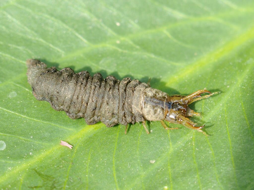 Asian long horned beetle larva id