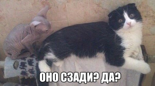 Татарское нашествие на стройку Татарское нашествие на стройку