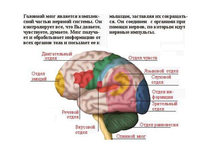 Шапки, береты спицами Записи в рубрике Шапки, береты спицами «Путешествия Гулливера» читать