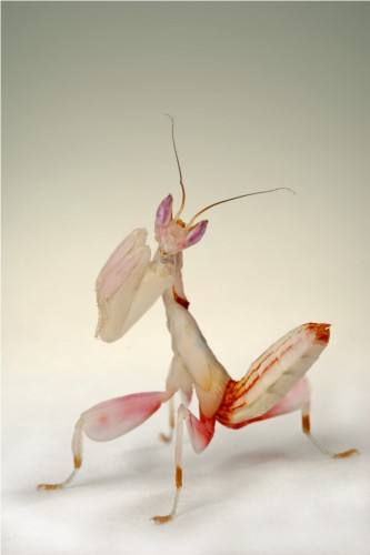 Орхидейный богомол (лат. Hymenopus coronatus) (англ. Orchid Mantis)