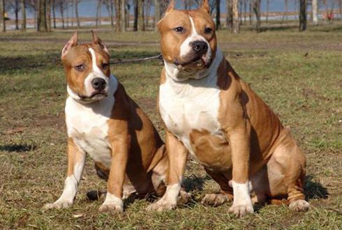 животные, спасение, люди