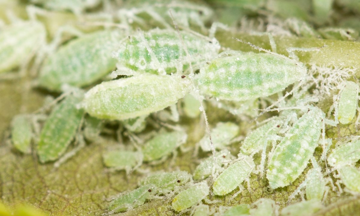 aphids on a green leaf. close