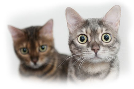 http://www.skiff-pharm.ru/images/mating-cats.jpg