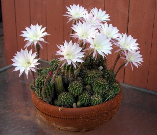 Эхинопсис (Echinopsis)