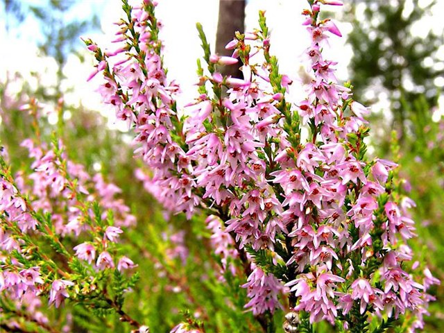 ���������� ���